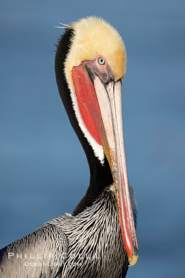 Perfect California brown pelican breeding plumage portrait, with brown hind neck, yellow head and bright red throat, perched on rock over the Pacific Ocean in La Jolla., Pelecanus occidentalis, Pelecanus occidentalis californicus, natural history stock photograph, photo id 41500
