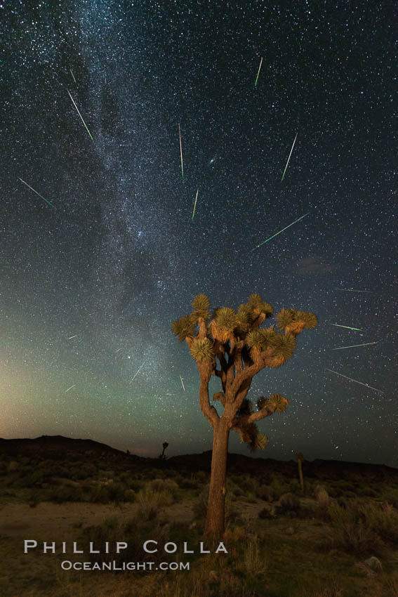 Perseid Meteor Shower over Joshua Tree National Park, Aug 13, 2014. California, USA, natural history stock photograph, photo id 31145