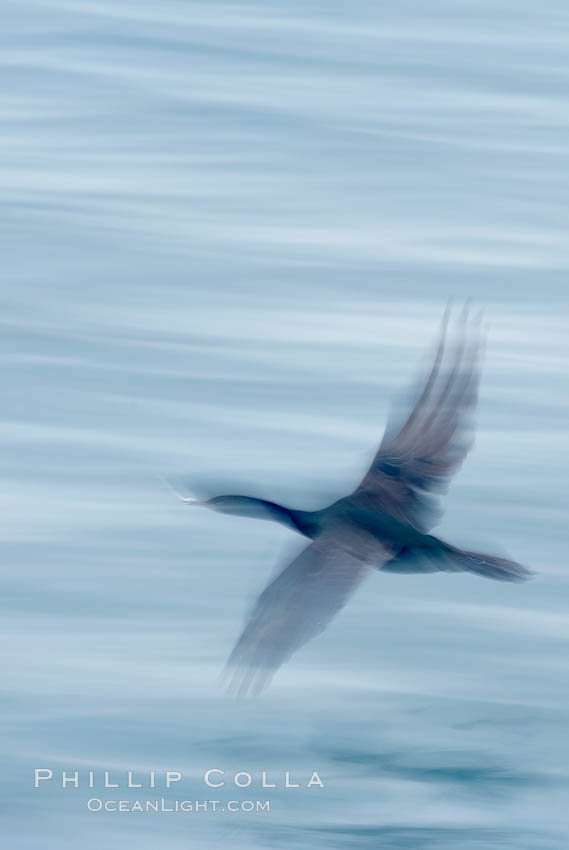 Cormorant in flight, wings blurred by time exposure. La Jolla, California, USA, Phalacrocorax, natural history stock photograph, photo id 18350