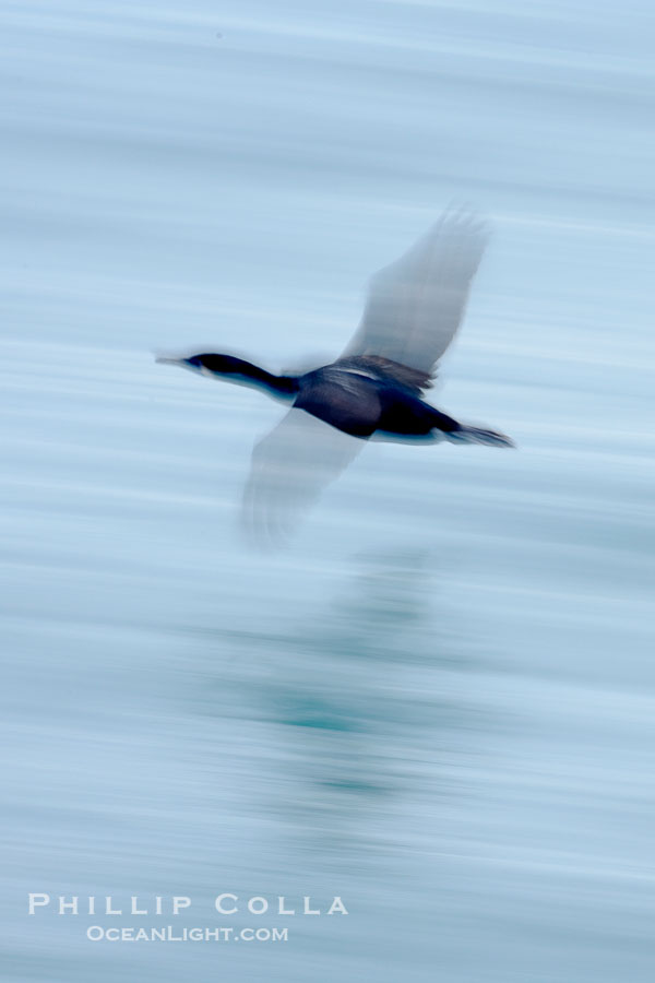 Cormorant in flight, blurred as it speeds over the ocean., Phalacrocorax, natural history stock photograph, photo id 18464