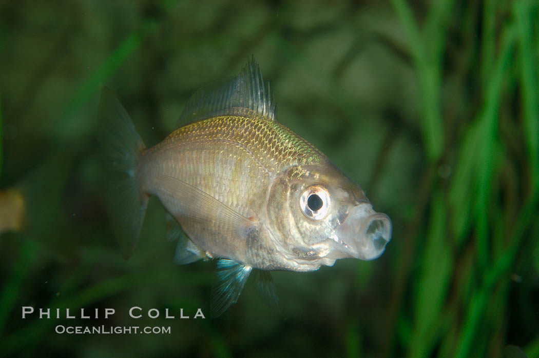 White seaperch., Phanerodon furcatus, natural history stock photograph, photo id 09409