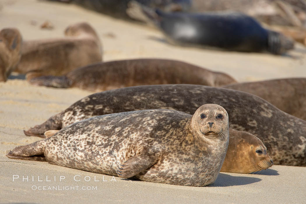 A Pacific harbor seal hauled out on a sandy beach.  This group of harbor seals, which has formed a breeding colony at a small but popular beach near San Diego, is at the center of considerable controversy.  While harbor seals are protected from harassment by the Marine Mammal Protection Act and other legislation, local interests would like to see the seals leave so that people can resume using the beach. La Jolla, California, USA, Phoca vitulina richardsi, natural history stock photograph, photo id 15046