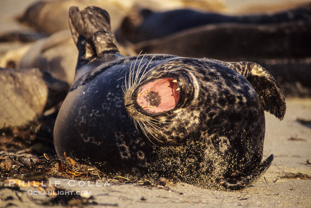 A Pacific harbor seal yawns as it is hauled out on a sandy beach.  This group of harbor seals, which has formed a breeding colony at a small but popular beach near San Diego, is at the center of considerable controversy.  While harbor seals are protected from harassment by the Marine Mammal Protection Act and other legislation, local interests would like to see the seals leave so that people can resume using the beach., Phoca vitulina richardsi, natural history stock photograph, photo id 10448