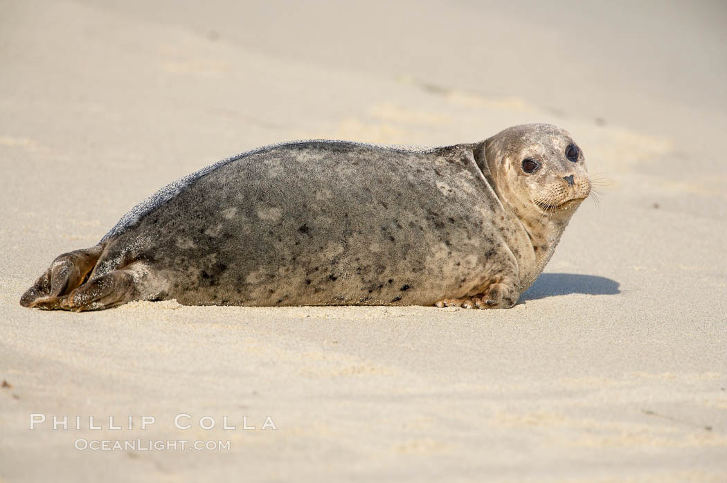 A Pacific harbor seal hauled out on a sandy beach.  This group of harbor seals, which has formed a breeding colony at a small but popular beach near San Diego, is at the center of considerable controversy.  While harbor seals are protected from harassment by the Marine Mammal Protection Act and other legislation, local interests would like to see the seals leave so that people can resume using the beach. La Jolla, California, USA, Phoca vitulina richardsi, natural history stock photograph, photo id 15064