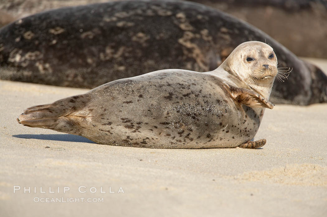 A Pacific harbor seal hauled out on a sandy beach.  This group of harbor seals, which has formed a breeding colony at a small but popular beach near San Diego, is at the center of considerable controversy.  While harbor seals are protected from harassment by the Marine Mammal Protection Act and other legislation, local interests would like to see the seals leave so that people can resume using the beach. La Jolla, California, USA, Phoca vitulina richardsi, natural history stock photograph, photo id 15059