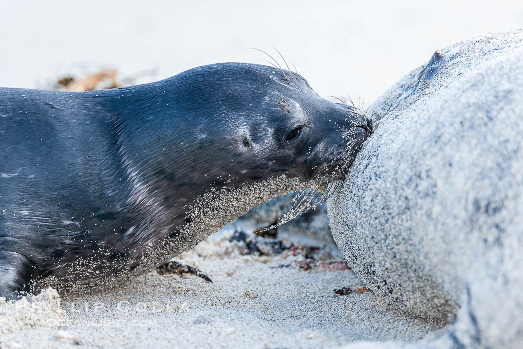 Pacific harbor seal, pup nursing. La Jolla, California, USA, Phoca vitulina richardsi, natural history stock photograph, photo id 15755