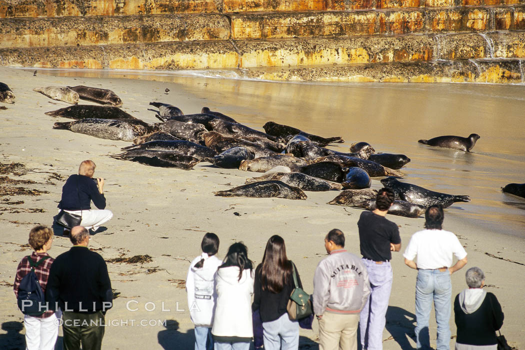 Tourists observe a group of Pacific harbor seals resting while hauled out on a sandy beach.  This group of harbor seals, which has formed a breeding colony at a small but popular beach near San Diego, is at the center of considerable controversy.  While harbor seals are protected from harassment by the Marine Mammal Protection Act and other legislation, local interests would like to see the seals leave so that people can resume using the beach. La Jolla, California, USA, Phoca vitulina richardsi, natural history stock photograph, photo id 10449