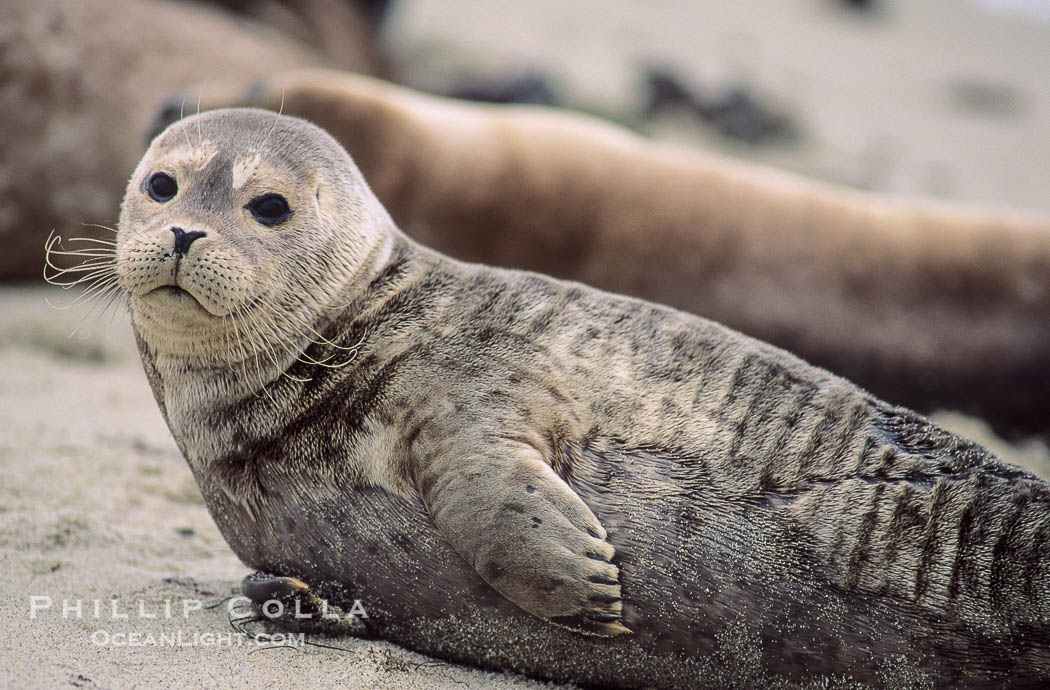 A Pacific harbor seal hauls out on a sandy beach.  This group of harbor seals, which has formed a breeding colony at a small but popular beach near San Diego, is at the center of considerable controversy.  While harbor seals are protected from harassment by the Marine Mammal Protection Act and other legislation, local interests would like to see the seals leave so that people can resume using the beach., Phoca vitulina richardsi, natural history stock photograph, photo id 10453