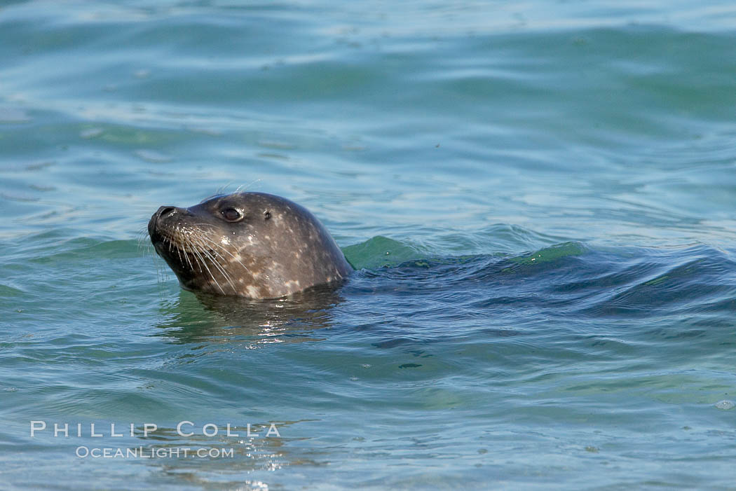 A Pacific harbor seal swims in the Childrens Pool in La Jolla. California, USA, Phoca vitulina richardsi, natural history stock photograph, photo id 15049