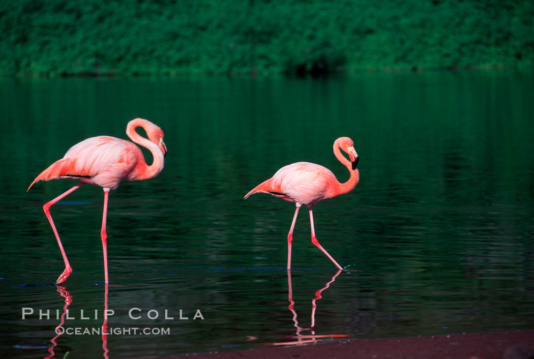 Greater flamingo. Floreana Island, Galapagos Islands, Ecuador, Phoenicopterus ruber, natural history stock photograph, photo id 02280