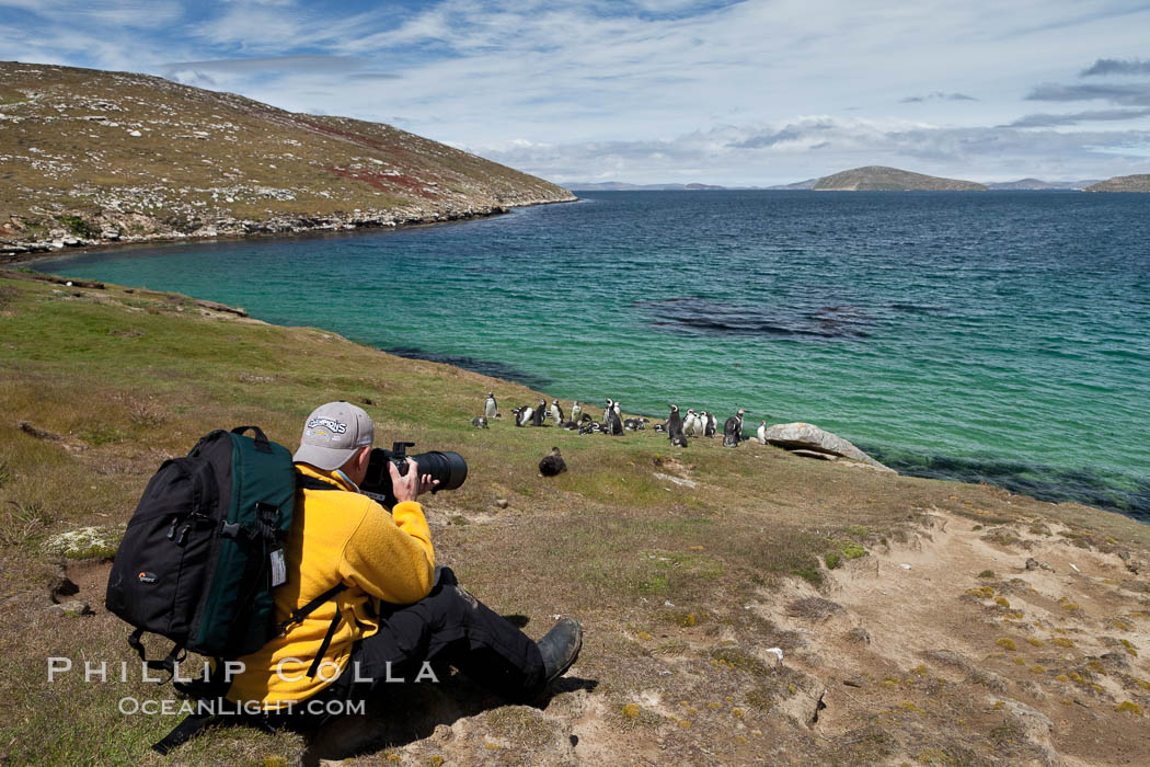 Photographer Al Bruton, photographing Magellanic penguins on grasslands above the ocean, New Island