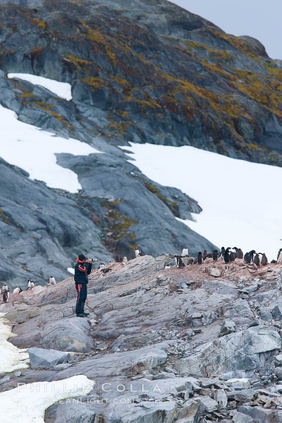 Photographer and gentoo penguins, Peterman Island. Antarctic Peninsula, Antarctica, natural history stock photograph, photo id 25625