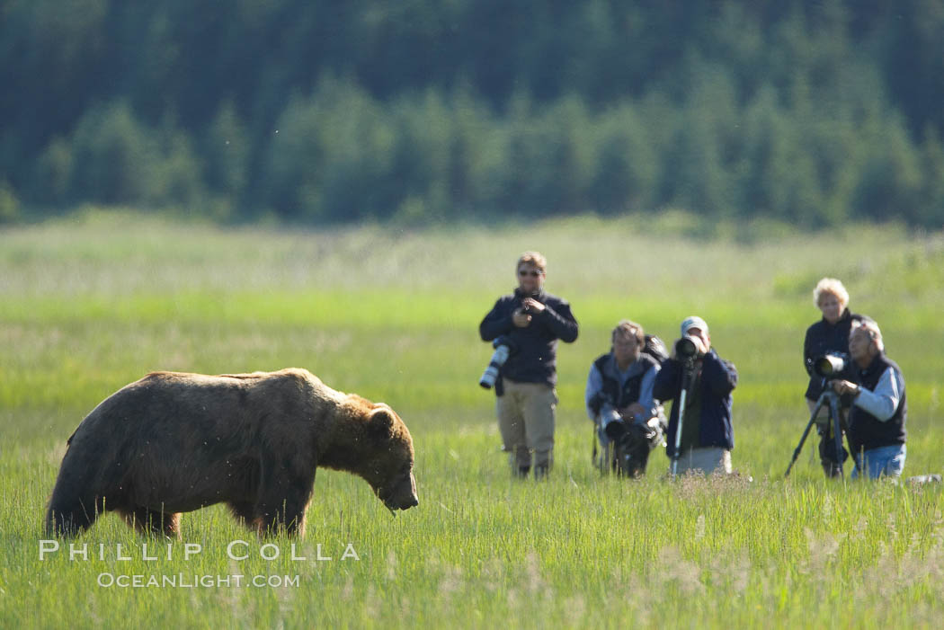 Photographers and brown bear, Lake Clark National Park, Alaska