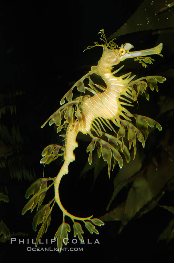 Leafy Seadragon., Phycodurus eques, natural history stock photograph, photo id 07814