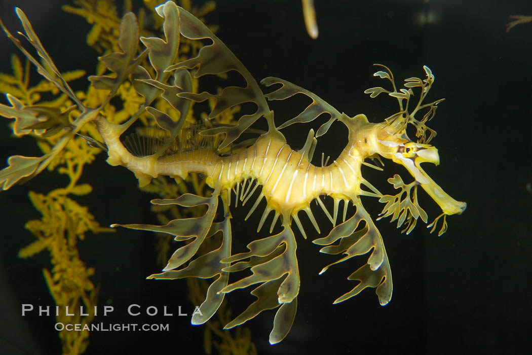 Leafy Seadragon., Phycodurus eques, natural history stock photograph, photo id 14471