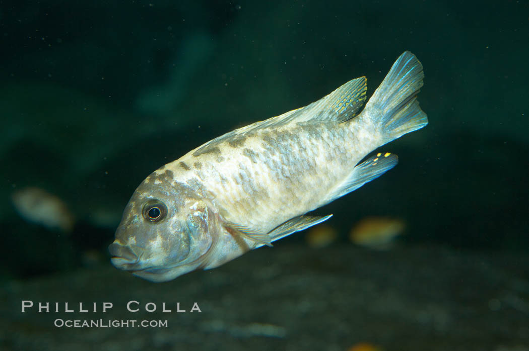 Piebald zebra mbuna., Pseudotropheus zebra, natural history stock photograph, photo id 11012