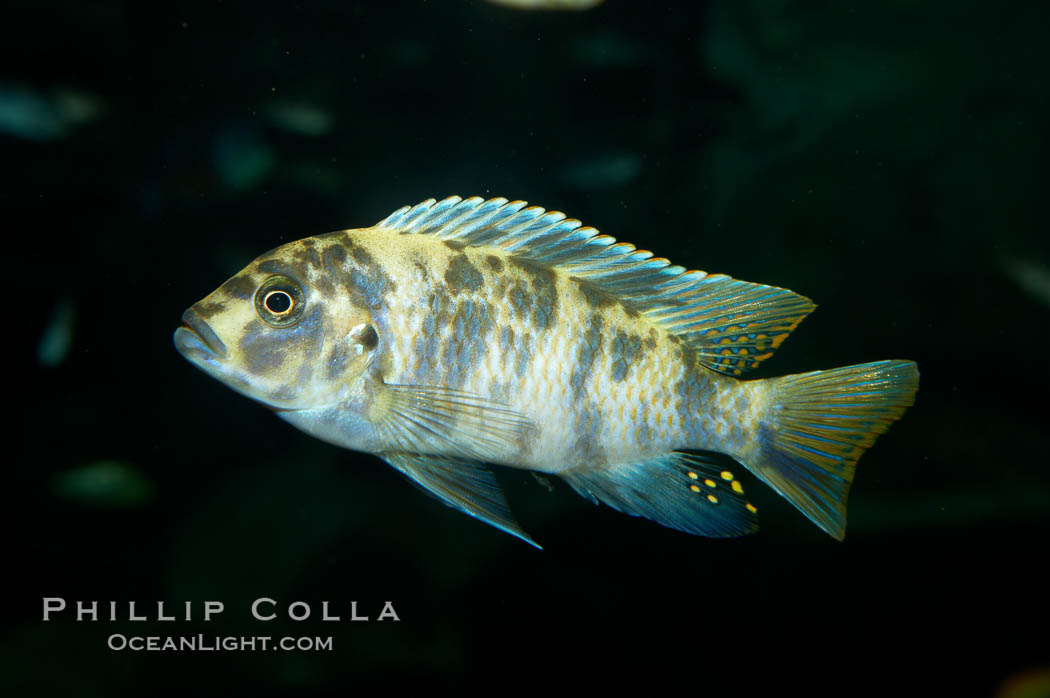 Piebald zebra mbuna., Pseudotropheus zebra, natural history stock photograph, photo id 11009