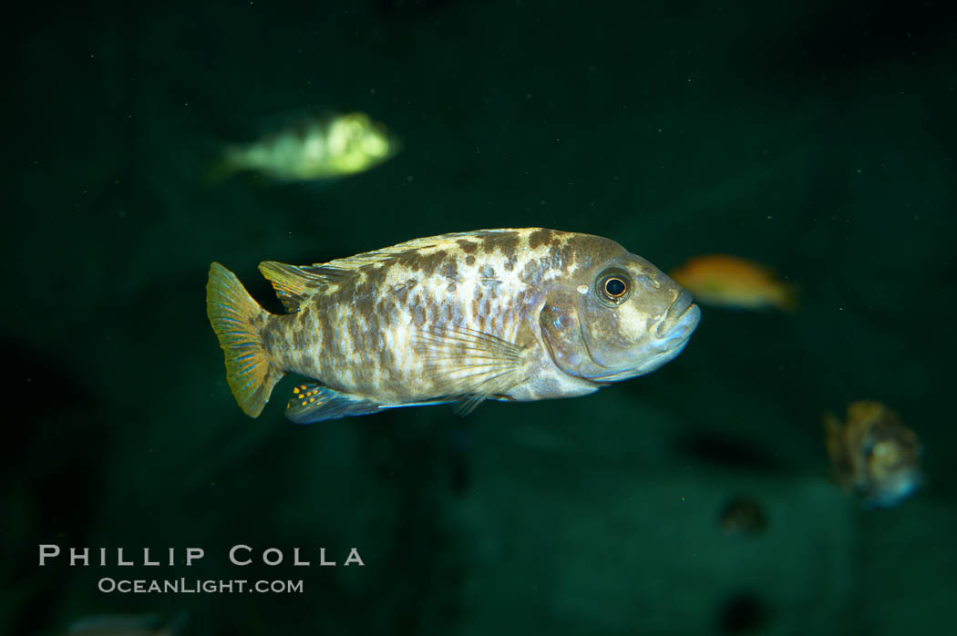 Piebald zebra mbuna., Pseudotropheus zebra, natural history stock photograph, photo id 11013