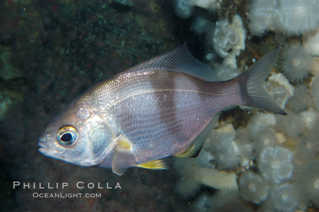 Pile surfperch., Rhacochilus vacca, natural history stock photograph, photo id 09036