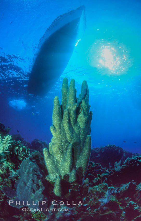 Pillar coral. Roatan, Honduras, Dendrogyra cylindrus, natural history stock photograph, photo id 18504