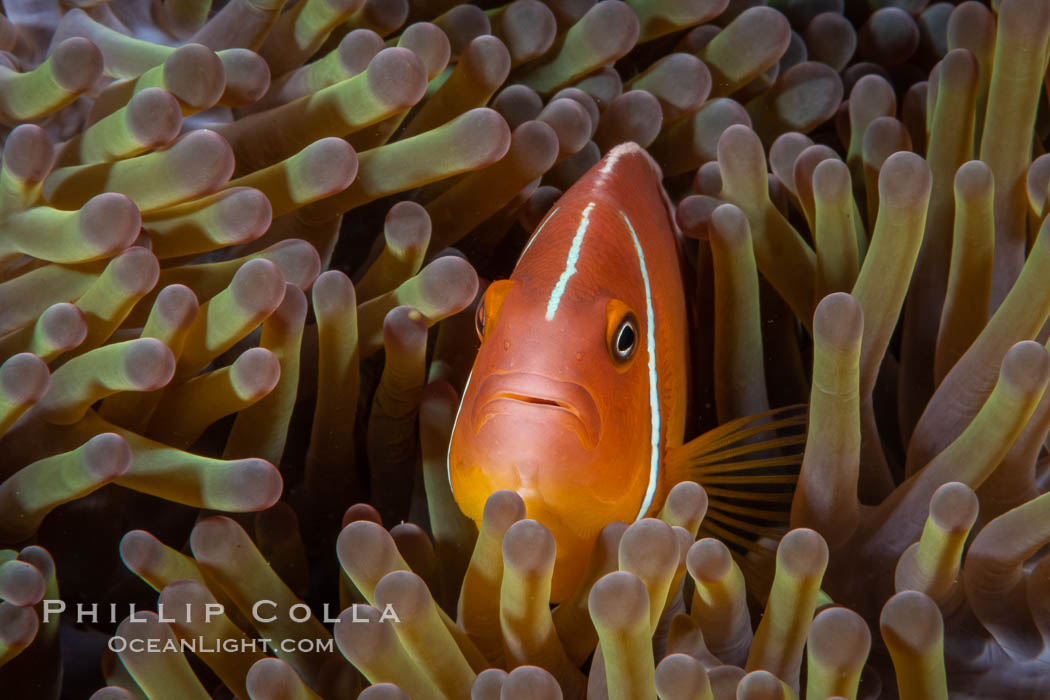 Pink Skunk Anemone Fish, Amphiprion perideraion, Fiji., Amphiprion perideraion, natural history stock photograph, photo id 34774