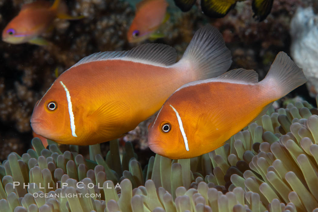 Pink Skunk Anemone Fish, Amphiprion perideraion, Fiji., Amphiprion perideraion, natural history stock photograph, photo id 34884