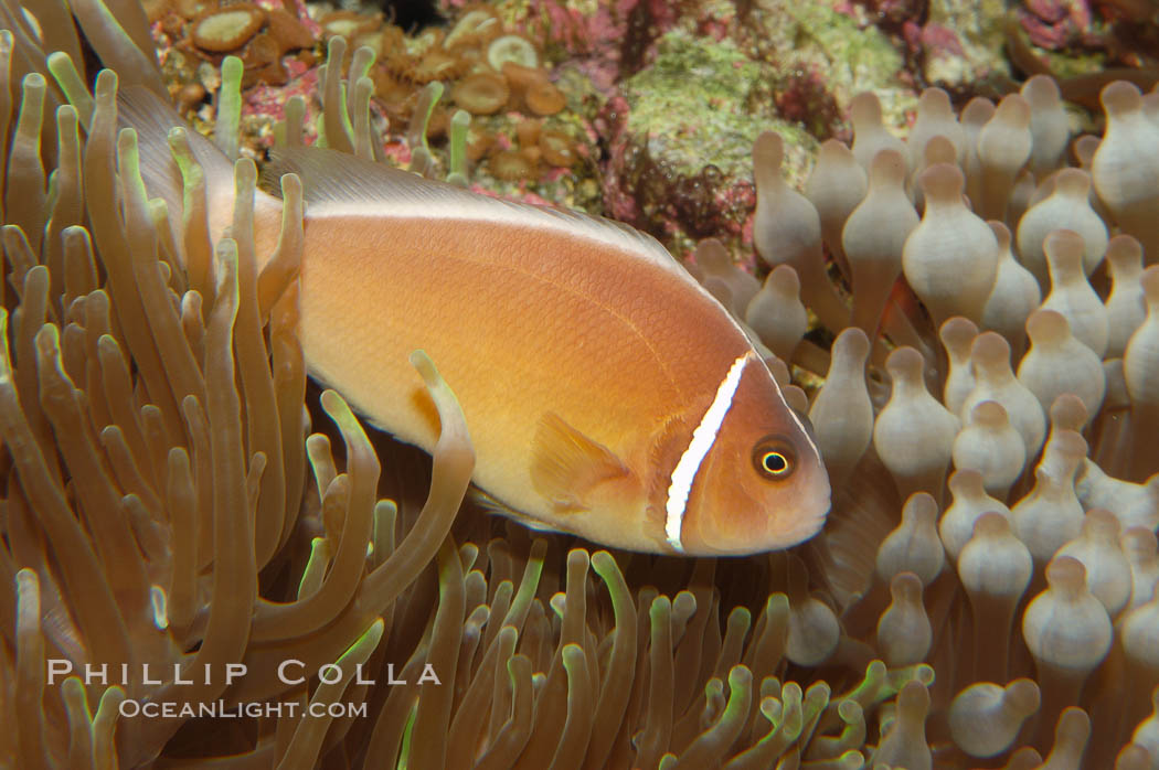 Pink anemonefish., Amphiprion perideraion, natural history stock photograph, photo id 08821