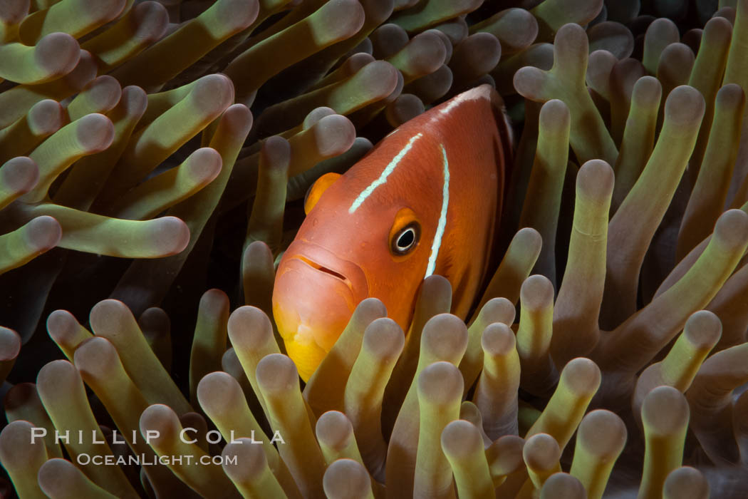Pink Skunk Anemone Fish, Amphiprion perideraion, Fiji., Amphiprion perideraion, natural history stock photograph, photo id 34861