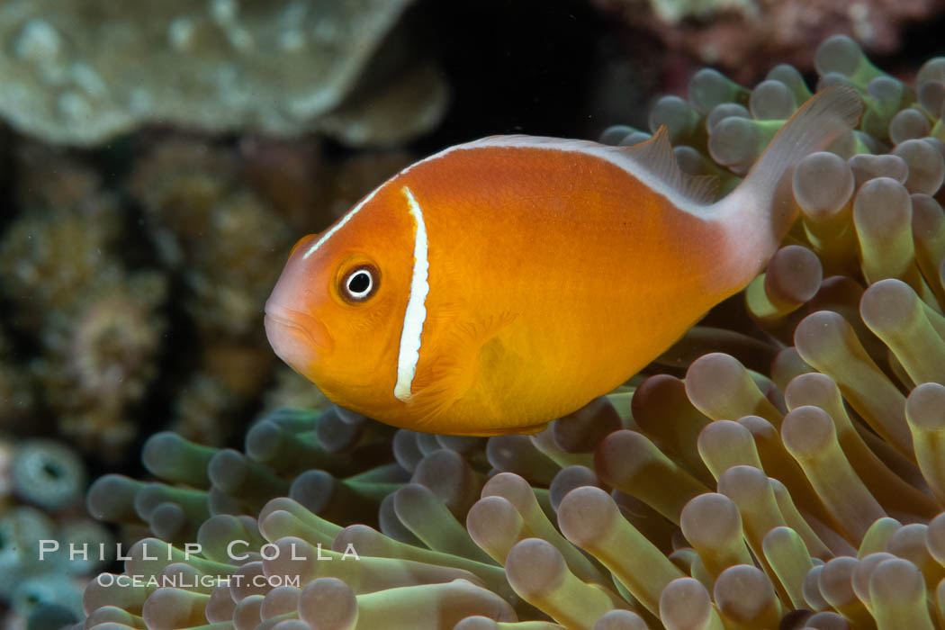 Pink Skunk Anemone Fish, Amphiprion perideraion, Fiji., Amphiprion perideraion, natural history stock photograph, photo id 34885