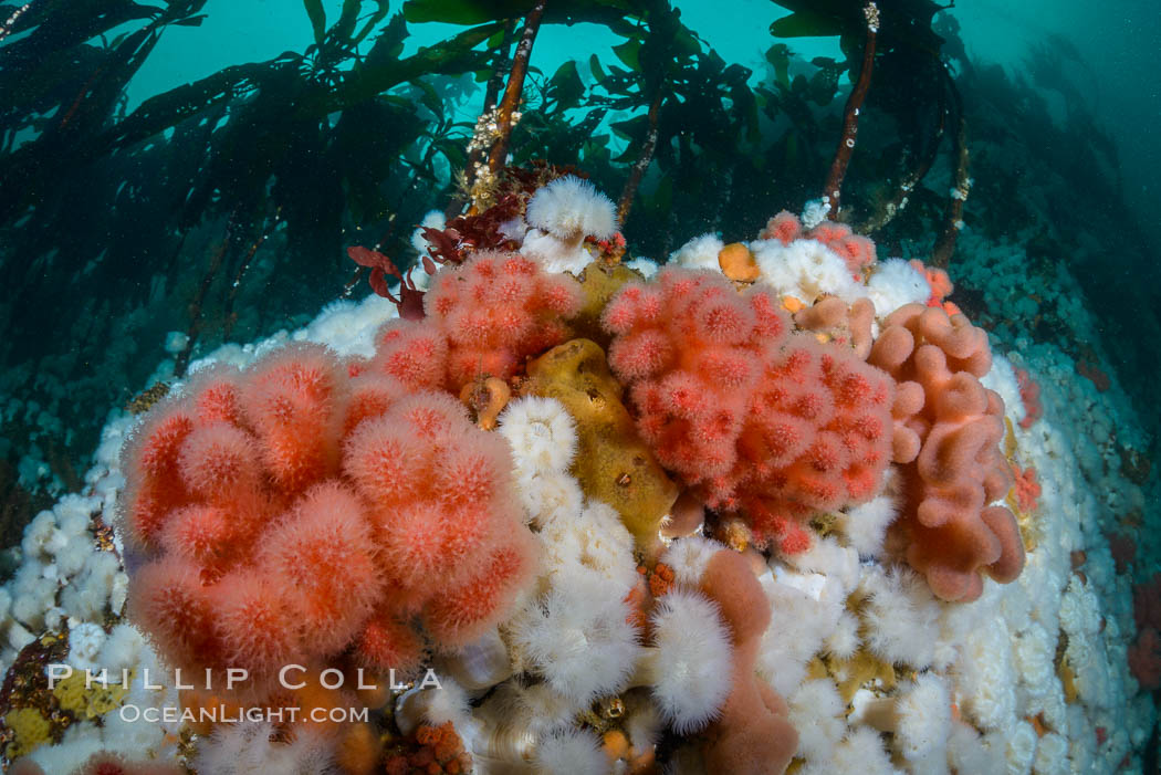 Pink Soft Coral (Gersemia Rubiformis), and Plumose Anemones (Metridium senile) cover the ocean reef, Browning Pass, Vancouver Island, Gersemia rubiformis, Metridium senile