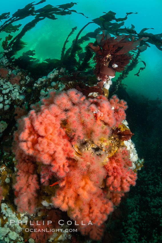 Pink Soft Coral, Gersemia Rubiformis, Browning Pass, Vancouver Island. British Columbia, Canada, Gersemia rubiformis, natural history stock photograph, photo id 35254