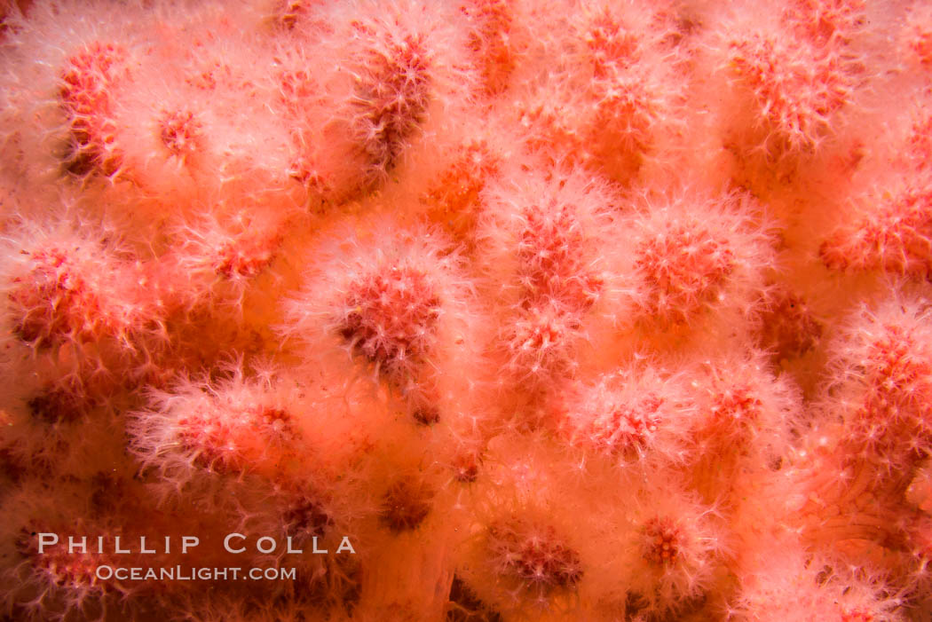 Pink Soft Coral, Gersemia Rubiformis, Browning Pass, Vancouver Island. British Columbia, Canada, Gersemia rubiformis, natural history stock photograph, photo id 34424