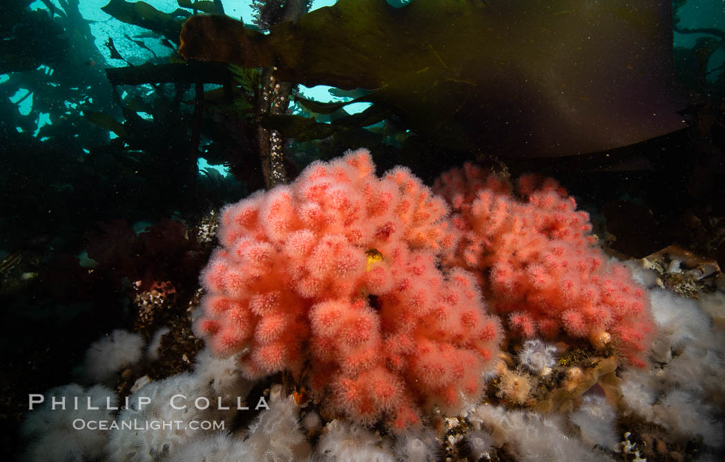 Pink Soft Coral (Gersemia Rubiformis), and Plumose Anemones (Metridium senile) cover the ocean reef, Browning Pass, Vancouver Island. British Columbia, Canada, Gersemia rubiformis, Metridium senile, natural history stock photograph, photo id 35472