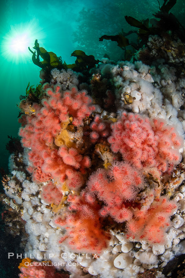 Pink Soft Coral (Gersemia Rubiformis), and Plumose Anemones (Metridium senile) cover the ocean reef, Browning Pass, Vancouver Island., Gersemia rubiformis, Metridium senile, natural history stock photograph, photo id 35483