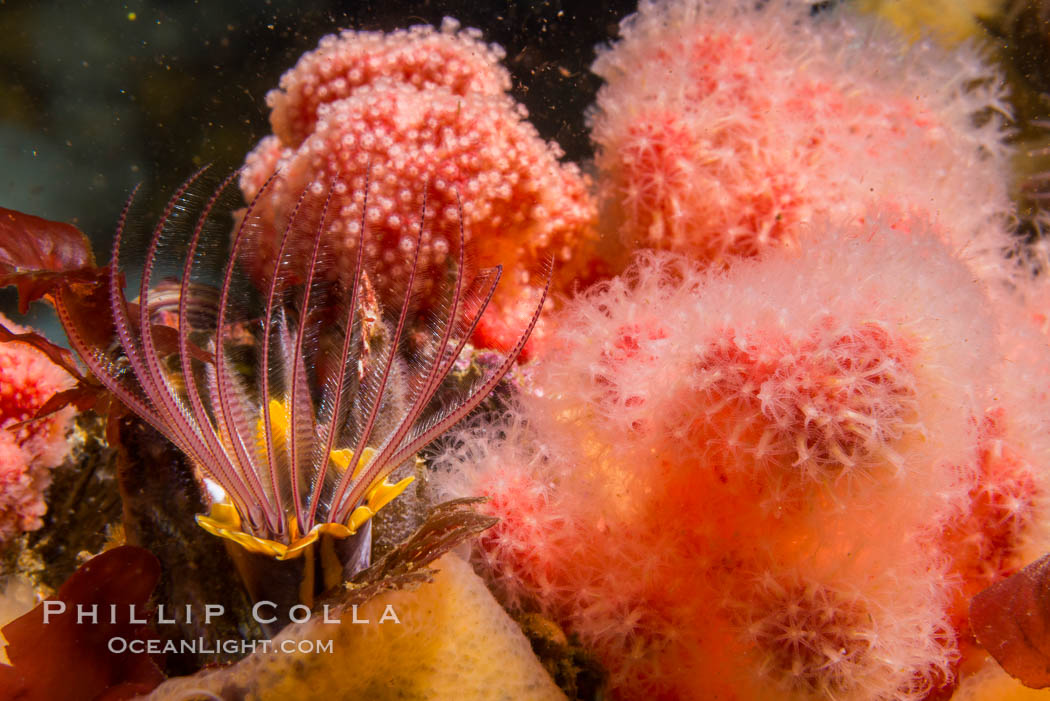 Pink Soft Coral and Barnacle, Gersemia Rubiformis, Browning Pass, Vancouver Island, Gersemia rubiformis