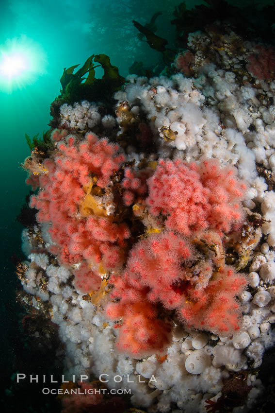 Pink Soft Coral (Gersemia Rubiformis), and Plumose Anemones (Metridium senile) cover the ocean reef, Browning Pass, Vancouver Island. British Columbia, Canada, Gersemia rubiformis, Metridium senile, natural history stock photograph, photo id 35481