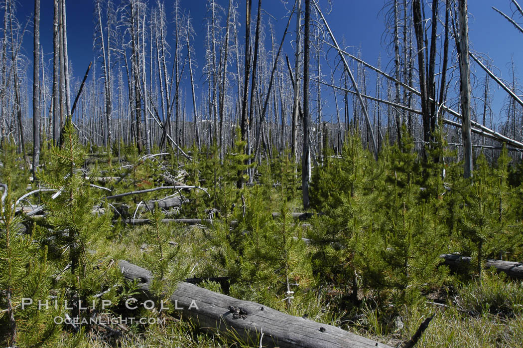 Yellowstones historic 1988 fires destroyed vast expanses of forest. Here scorched, dead stands of lodgepole pine stand testament to these fires, and to the renewal of these forests. Seedling and small lodgepole pines can be seen emerging between the dead trees, growing quickly on the nutrients left behind the fires. Southern Yellowstone National Park. Wyoming, USA, Pinus contortus, natural history stock photograph, photo id 07292