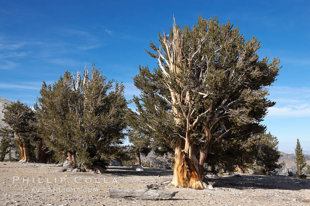 Bristlecone pines rising above the arid, dolomite-rich slopes of the White Mountains at 11000-foot elevation. Patriarch Grove, Ancient Bristlecone Pine Forest, Pinus longaeva, White Mountains, Inyo National Forest