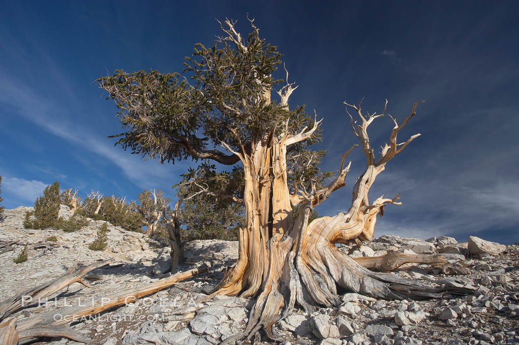 Image result for bristlecone pine tree