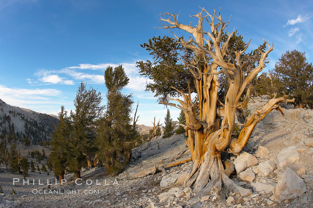 Bristlecone pine displays its characteristic gnarled, twisted form as it rises above the arid, dolomite-rich slopes of the White Mountains at 11000-foot elevation. Patriarch Grove, Ancient Bristlecone Pine Forest. White Mountains, Inyo National Forest, California, USA, Pinus longaeva, natural history stock photograph, photo id 17487