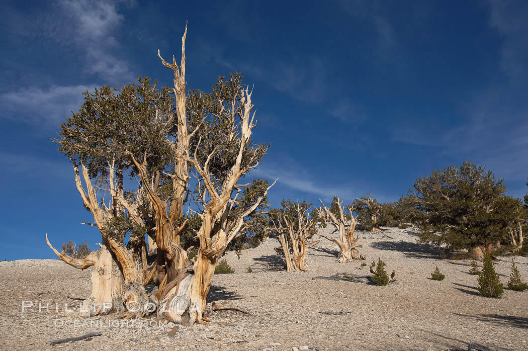 Bristlecone pines rising above the arid, dolomite-rich slopes of the White Mountains at 11000-foot elevation. Patriarch Grove, Ancient Bristlecone Pine Forest. White Mountains, Inyo National Forest, California, USA, Pinus longaeva, natural history stock photograph, photo id 17481