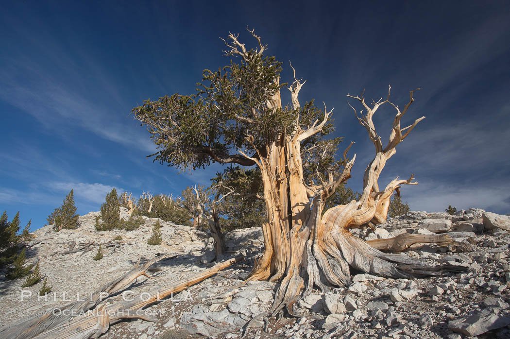 Bristlecone pine rising above the arid, dolomite-rich slopes of the White Mountains at 11000-foot elevation. Patriarch Grove, Ancient Bristlecone Pine Forest. White Mountains, Inyo National Forest, California, USA, Pinus longaeva, natural history stock photograph, photo id 17493