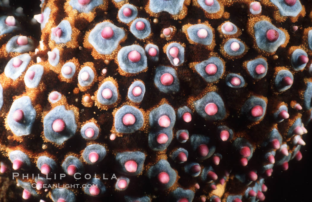 Starfish (sea star), dorsal surface detail including spines and pincers. La Jolla, California, USA, Pisaster giganteus, natural history stock photograph, photo id 07014
