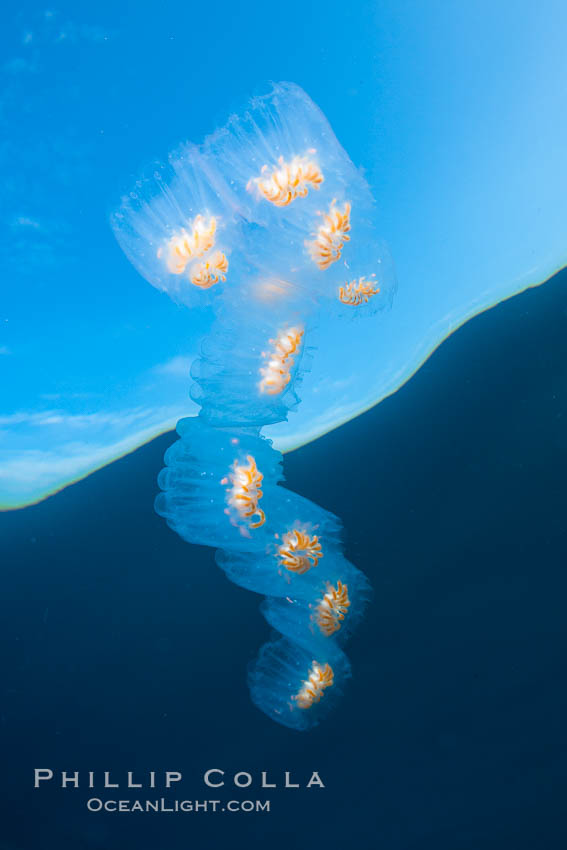 Colonial planktonic pelagic tunicate, adrift in the open ocean, forms rings and chains as it drifts with ocean currents. San Diego, California, USA, Cyclosalpa affinis, natural history stock photograph, photo id 26822