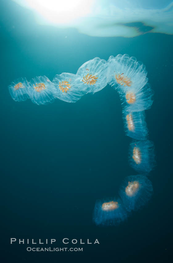 Colonial planktonic pelagic tunicate, adrift in the open ocean, forms rings and chains as it drifts with ocean currents. San Diego, California, USA, Cyclosalpa affinis, natural history stock photograph, photo id 26830