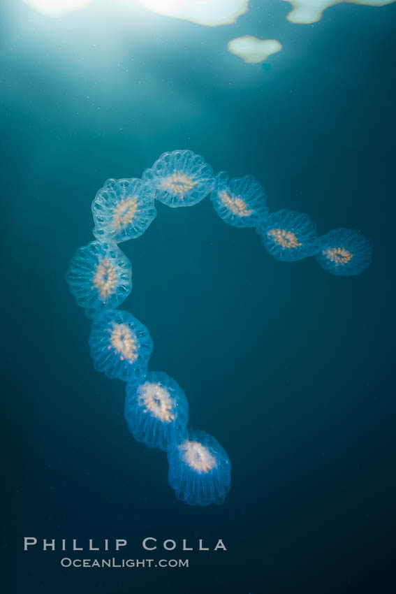 Colonial planktonic pelagic tunicate, adrift in the open ocean, forms rings and chains as it drifts with ocean currents. San Diego, California, USA, Cyclosalpa affinis, natural history stock photograph, photo id 26834