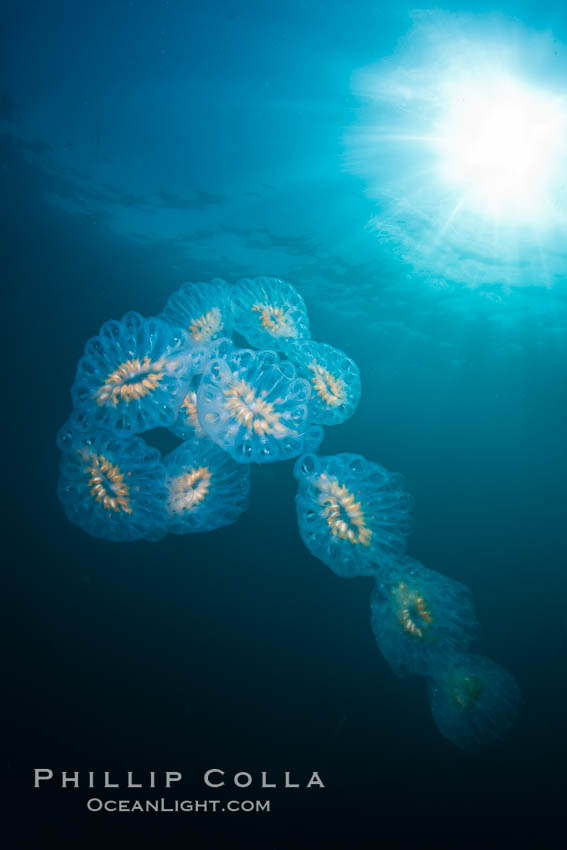 Colonial planktonic pelagic tunicate, adrift in the open ocean, forms rings and chains as it drifts with ocean currents. San Diego, California, USA, Cyclosalpa affinis, natural history stock photograph, photo id 26838