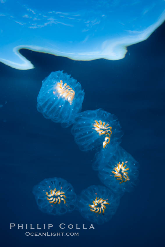 Colonial planktonic pelagic tunicate, adrift in the open ocean, forms rings and chains as it drifts with ocean currents. San Diego, California, USA, Cyclosalpa affinis, natural history stock photograph, photo id 26824