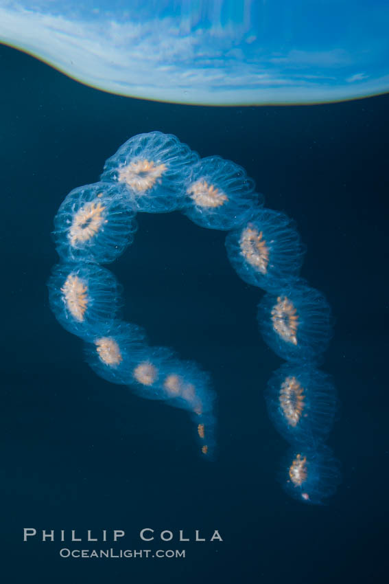 Colonial planktonic pelagic tunicate, adrift in the open ocean, forms rings and chains as it drifts with ocean currents. San Diego, California, USA, Cyclosalpa affinis, natural history stock photograph, photo id 26832