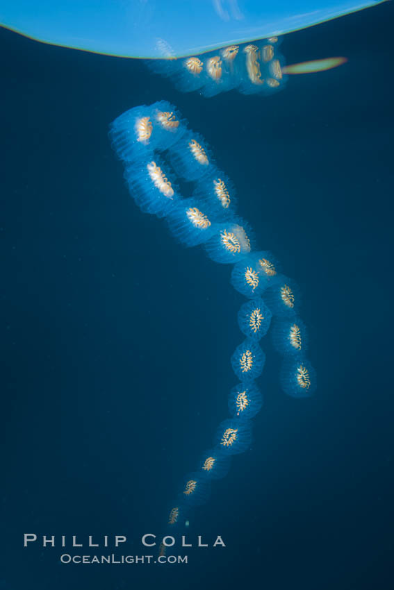 Colonial planktonic pelagic tunicate, adrift in the open ocean, forms rings and chains as it drifts with ocean currents. San Diego, California, USA, Cyclosalpa affinis, natural history stock photograph, photo id 26819